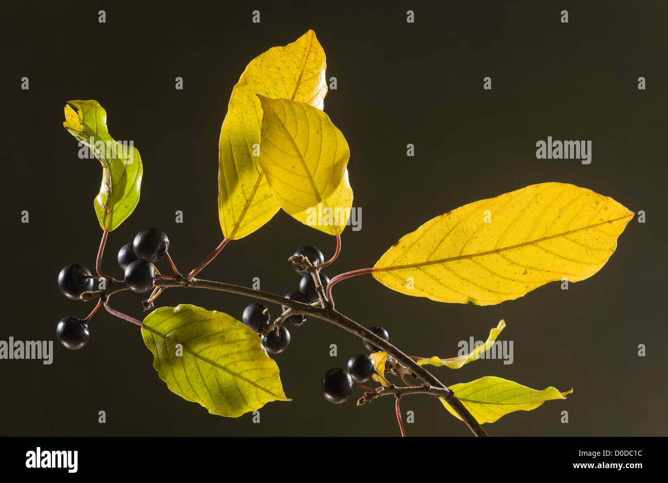 Alder Buckthorn, Frangula alnus in autumn, leaves and berries. Dorset. Stock Photo