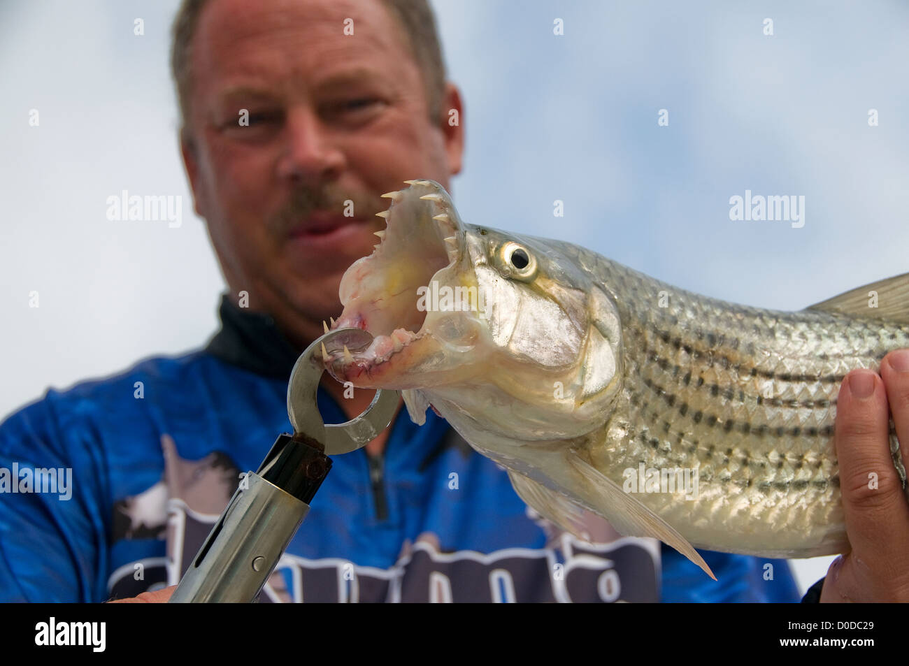 An angler show off teeth of a tiger fish caught on diving jerkbait in Lake Jozini on Phongolo GR, KwaZulu Natal, South Africa. Stock Photo