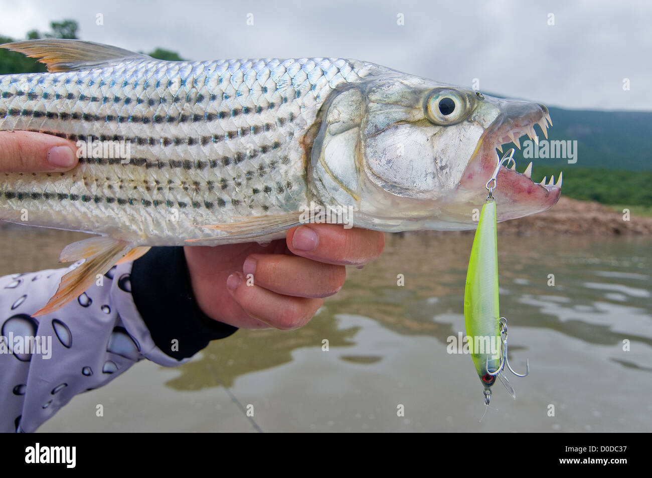 An angler show off teeth of a tiger fish caught on a surface plug in Lake Jozini on Phongolo GR, KwaZulu Natal, South Africa. Stock Photo