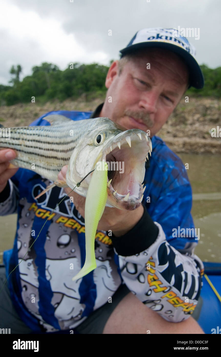 An angler show off teeth of a tiger fish caught on a swimbait in Lake Jozini on Phongolo GR, KwaZulu Natal, South Africa. Stock Photo