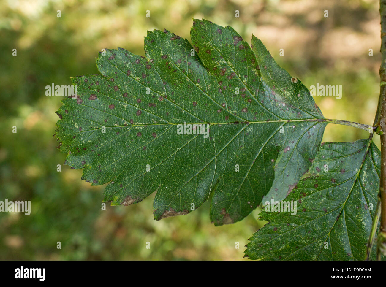 Swedish Whitebeam (Sorbus intermedia) leaf, closeup Stock Photo