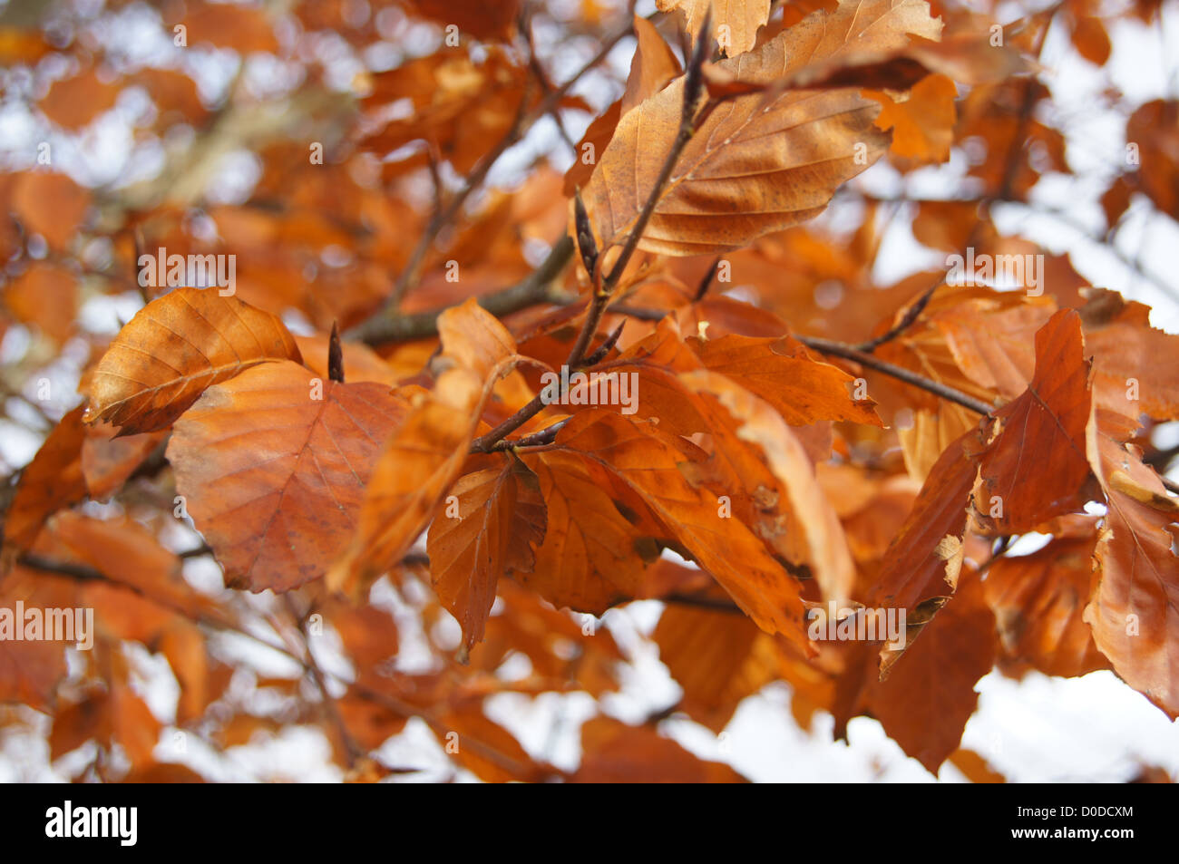 Golden Autumn leaves Stock Photo - Alamy