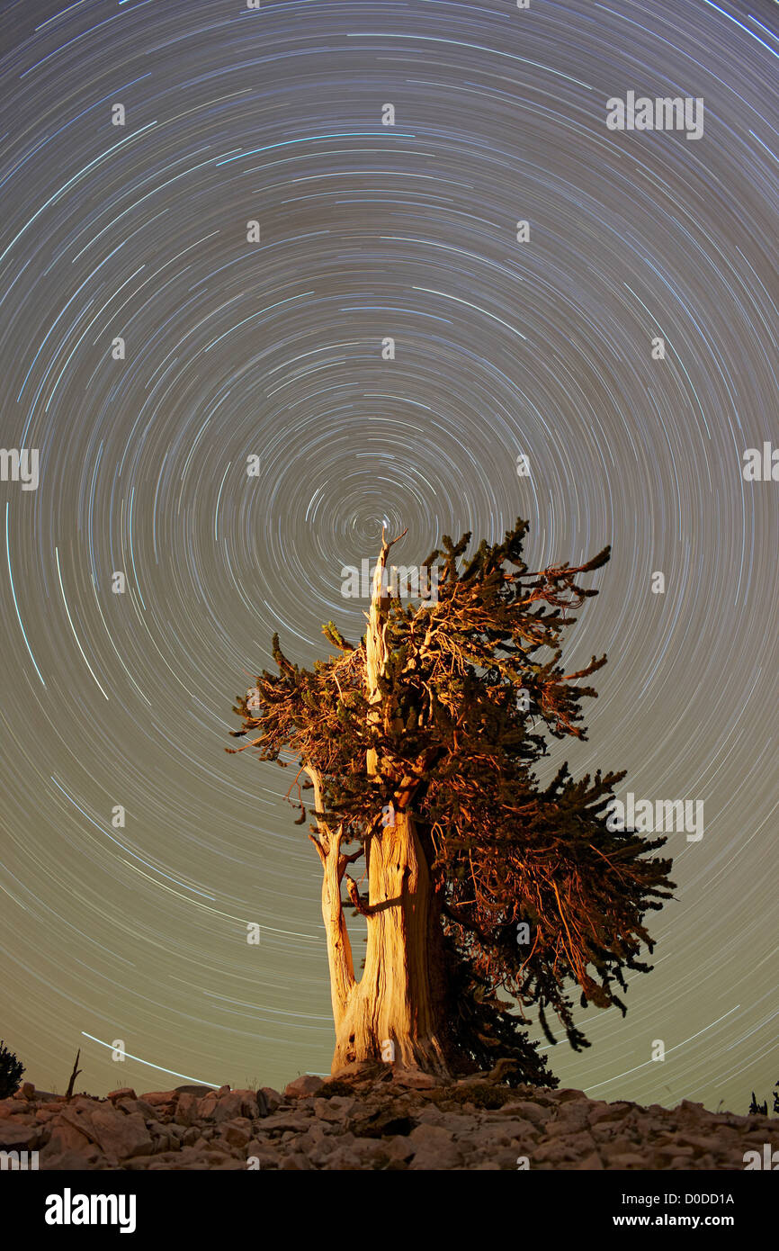 With top bristlecone pine tree Patriarch Grove California's White Mountains centered near Polaris North Star. revolution earth Stock Photo