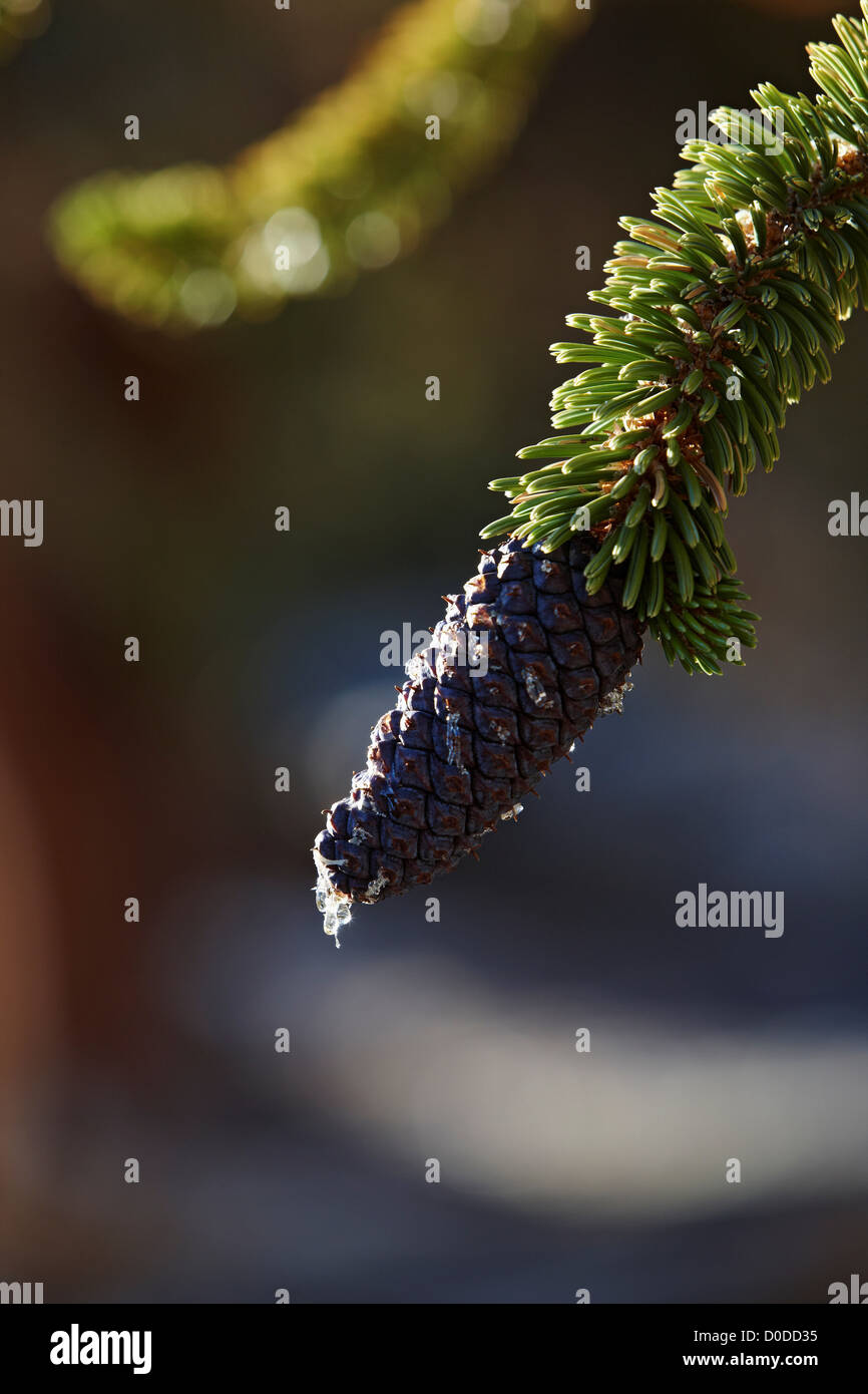 Up close dripping tree sap High Resolution Stock Photography and Images