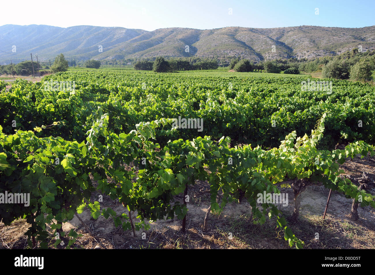 Vineyards belonging to the veterans and injured soldiers from France's Foreign Legion in Puyloubier, Provence, Southern France. Stock Photo