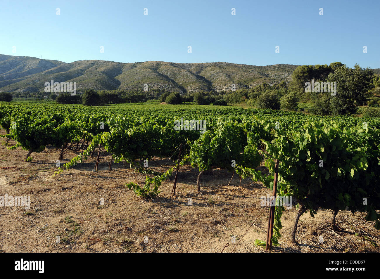 Vineyards belonging to the veterans and injured soldiers from France's Foreign Legion in Puyloubier, Provence, Southern France. Stock Photo