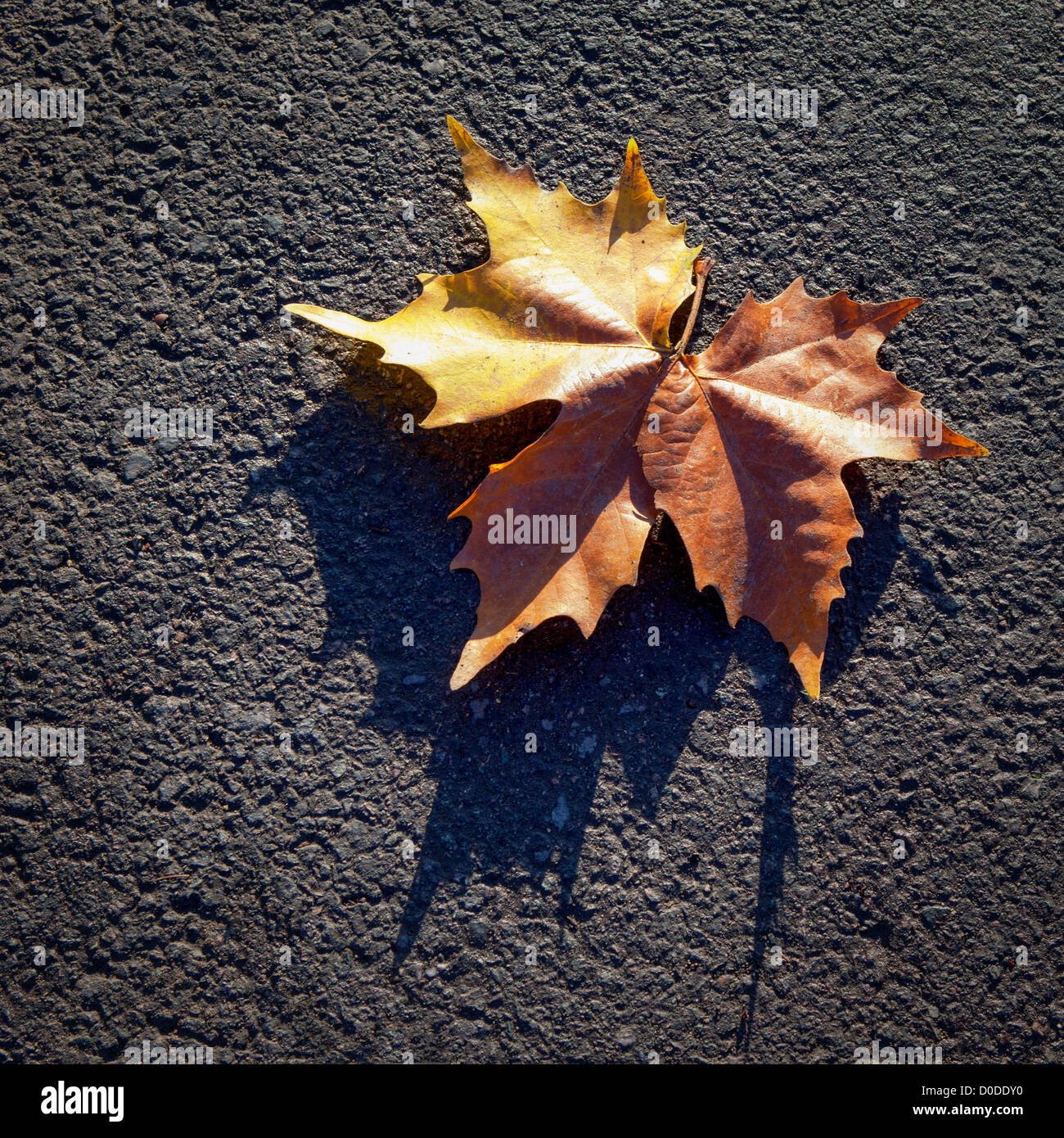 A single brown maple leaf on a tar road in Autumn Stock Photo - Alamy