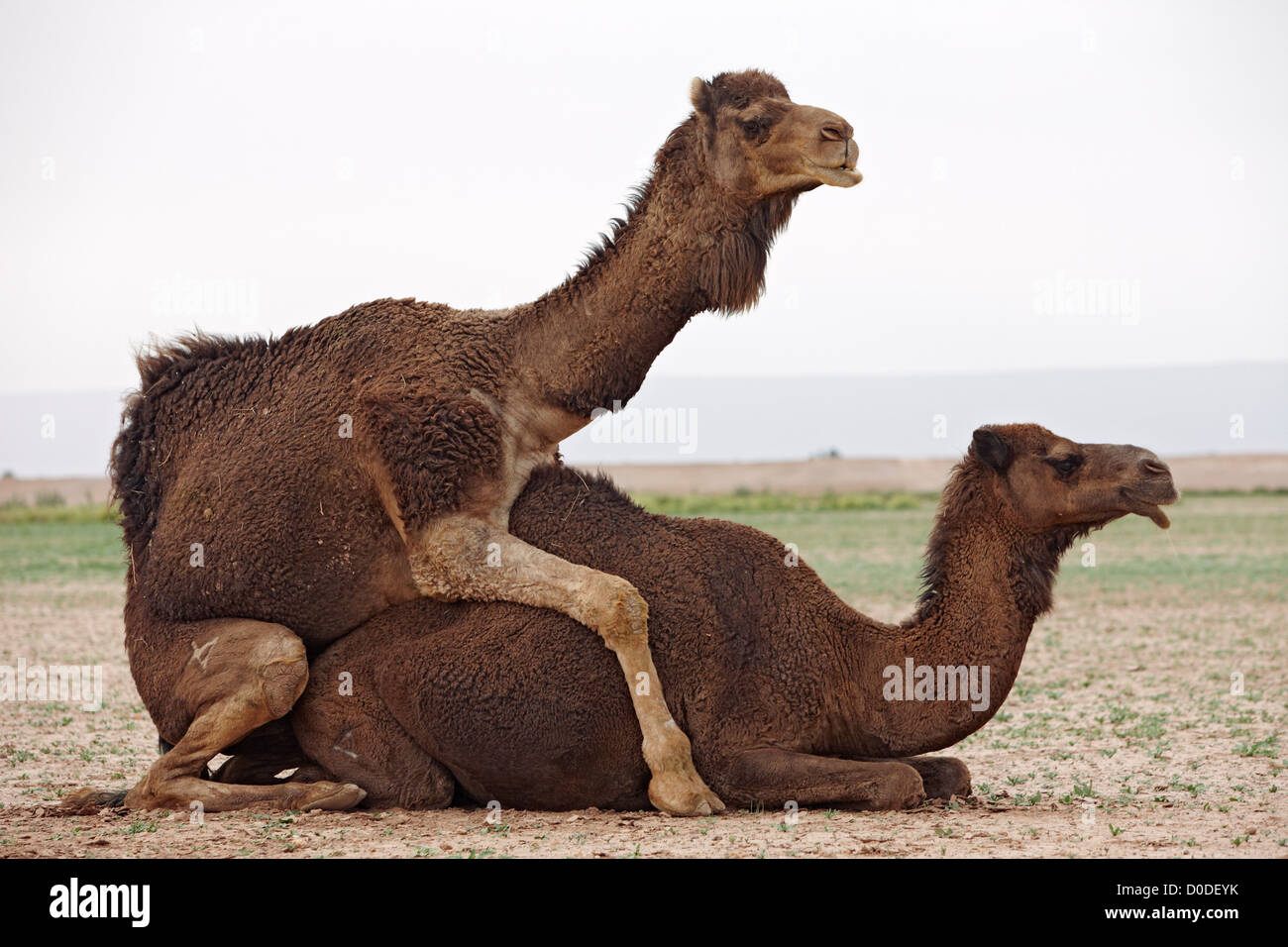 camels humping
