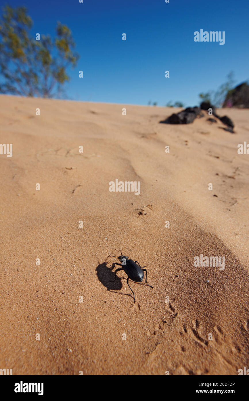 A pinacate beetle (Eleodes spp) also known as stink beetle on sand dune