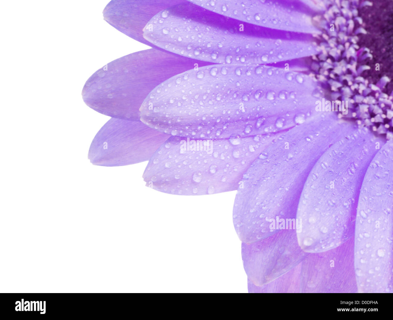 Close up shot of water drops on a Gerbera daisy Stock Photo