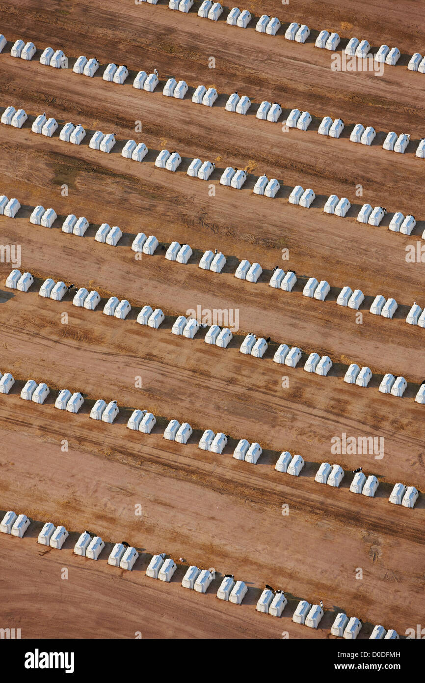 An aerial view of veal houses, also known as veal shelters, at a feedlot near the town of Loveland, Colorado. Stock Photo