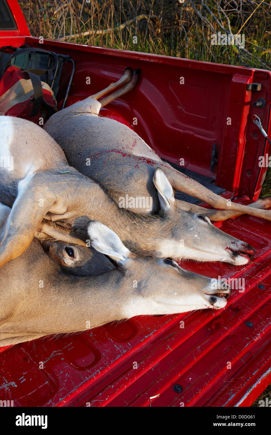 Three dead deer in the back of a pickup truck after a hunt. Stock Photo