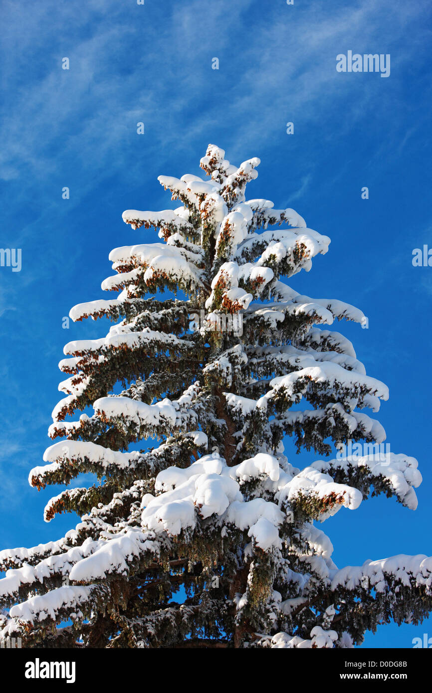 Tree covered in snow after the passing of a blizzard Stock Photo - Alamy