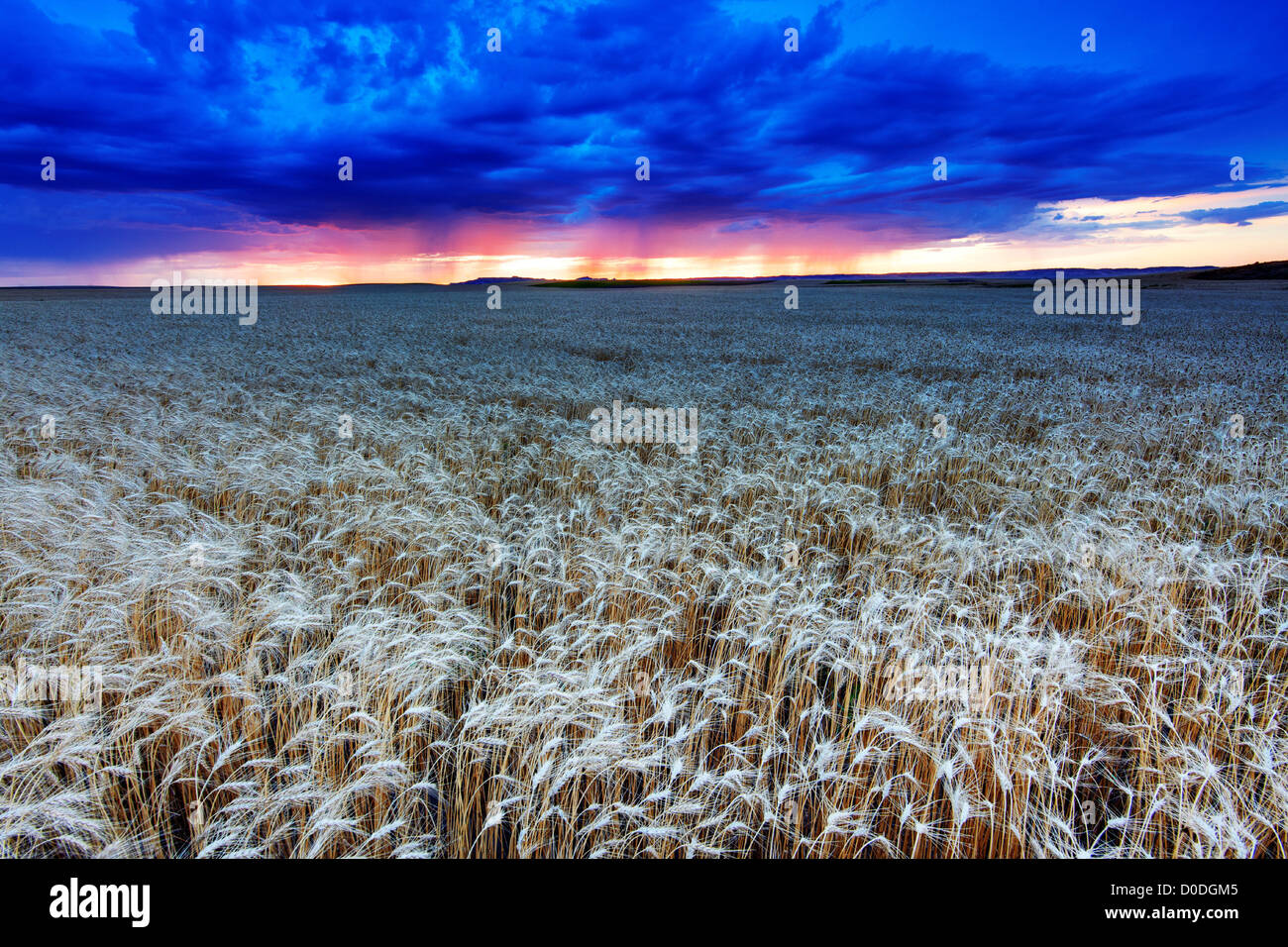 Approaching storm, sheets of rain, wheat field, Nebraska Stock Photo