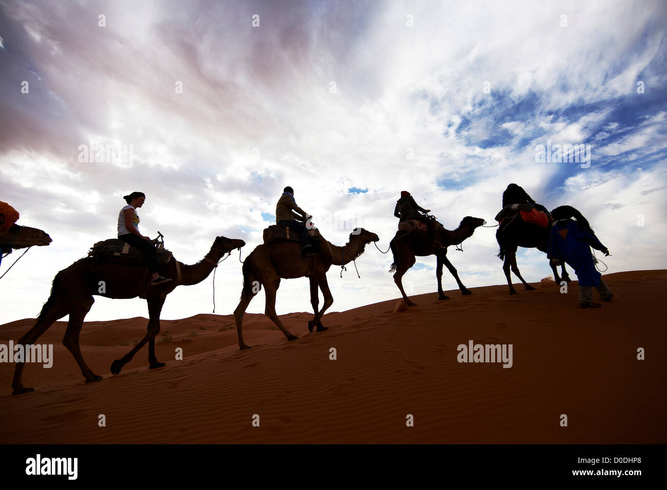 Silhouettes of camels with riders, Erg Chebbi, interior Sahara Desert ...