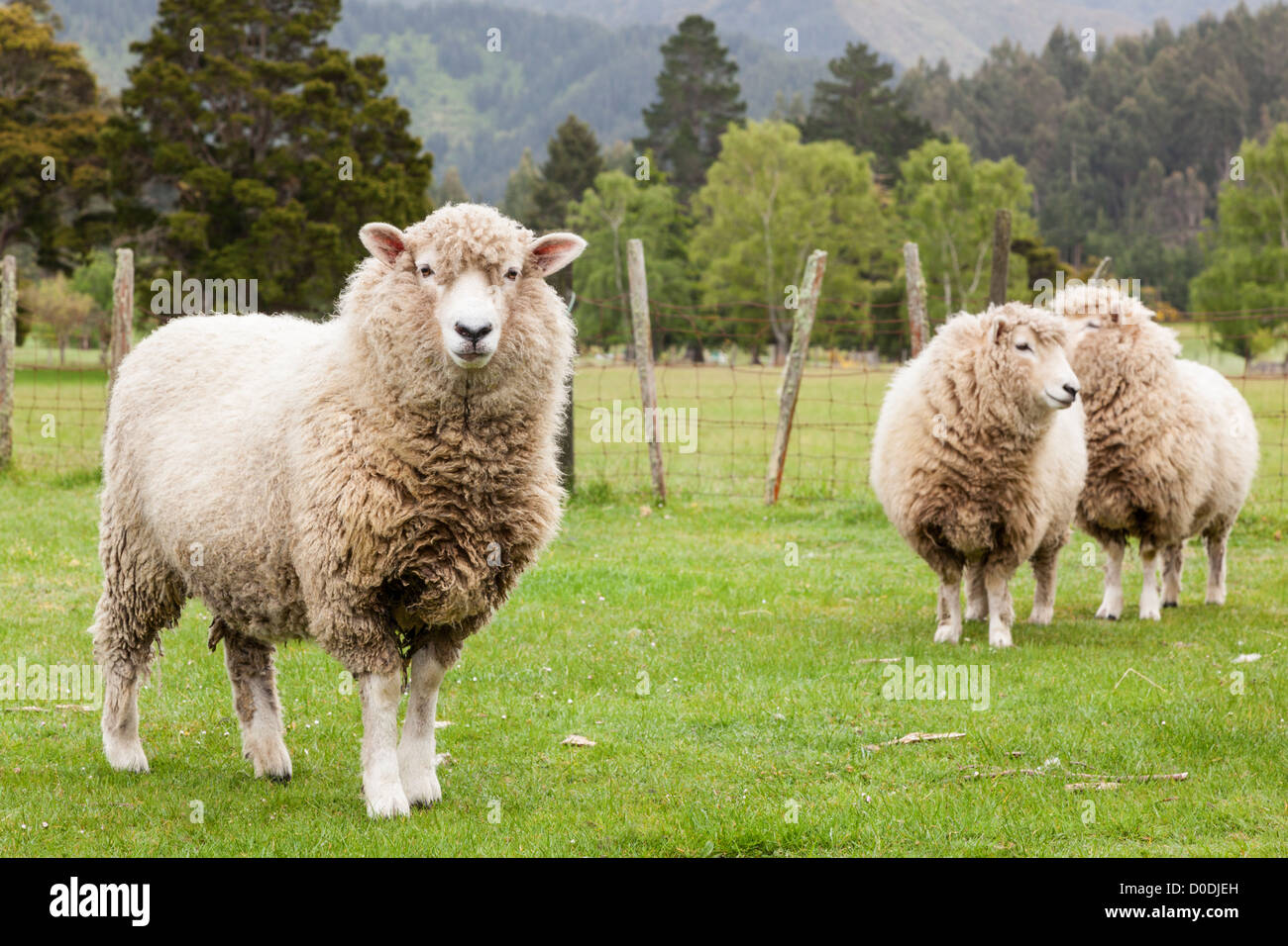 Three mixed breed New Zealand sheep in a paddock or field. Stock Photo