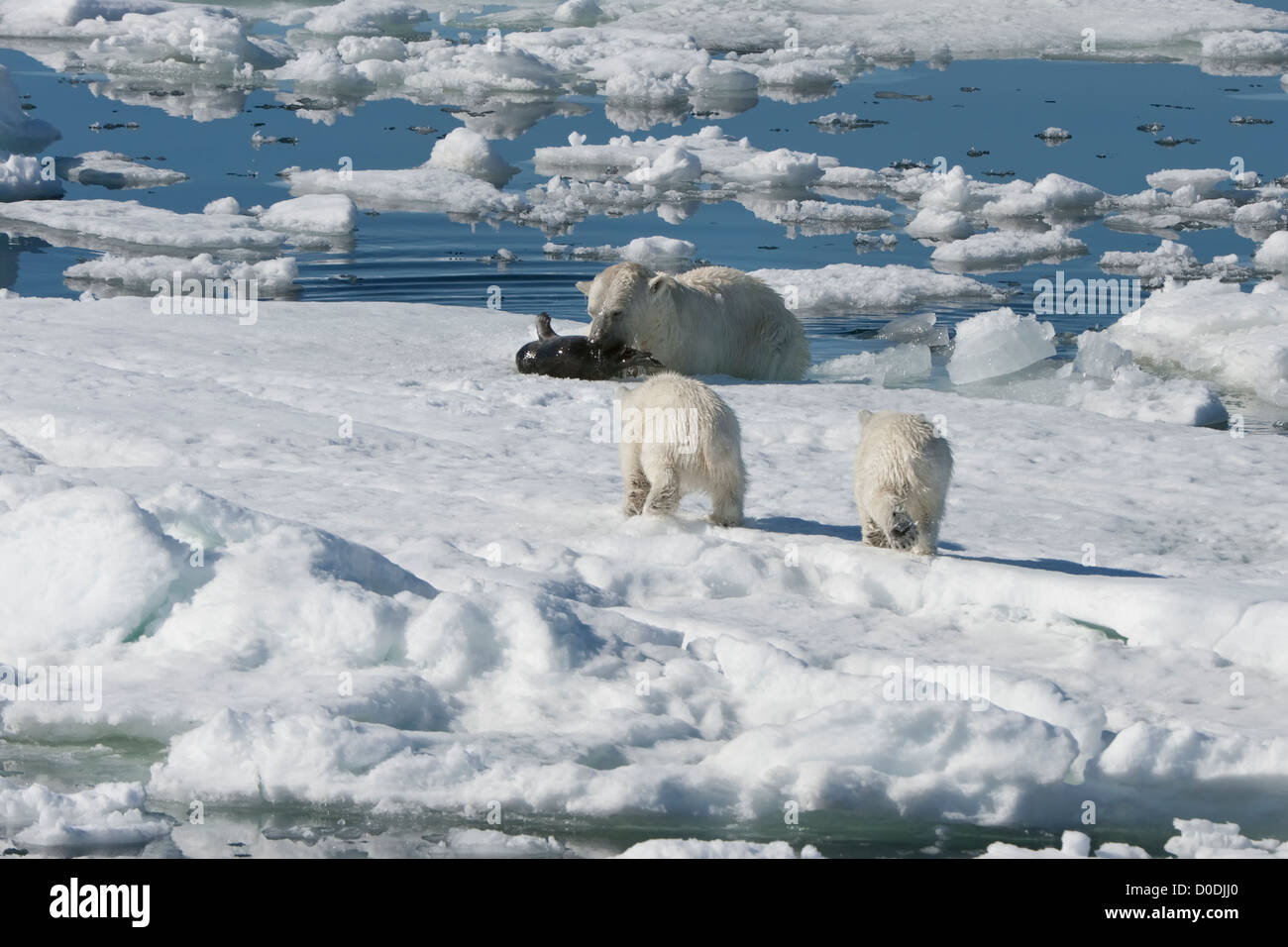 Female Polar bear (Ursus maritimus) hunting a ringed seal, Svalbard Archipelago, Barents Sea, Norway Stock Photo