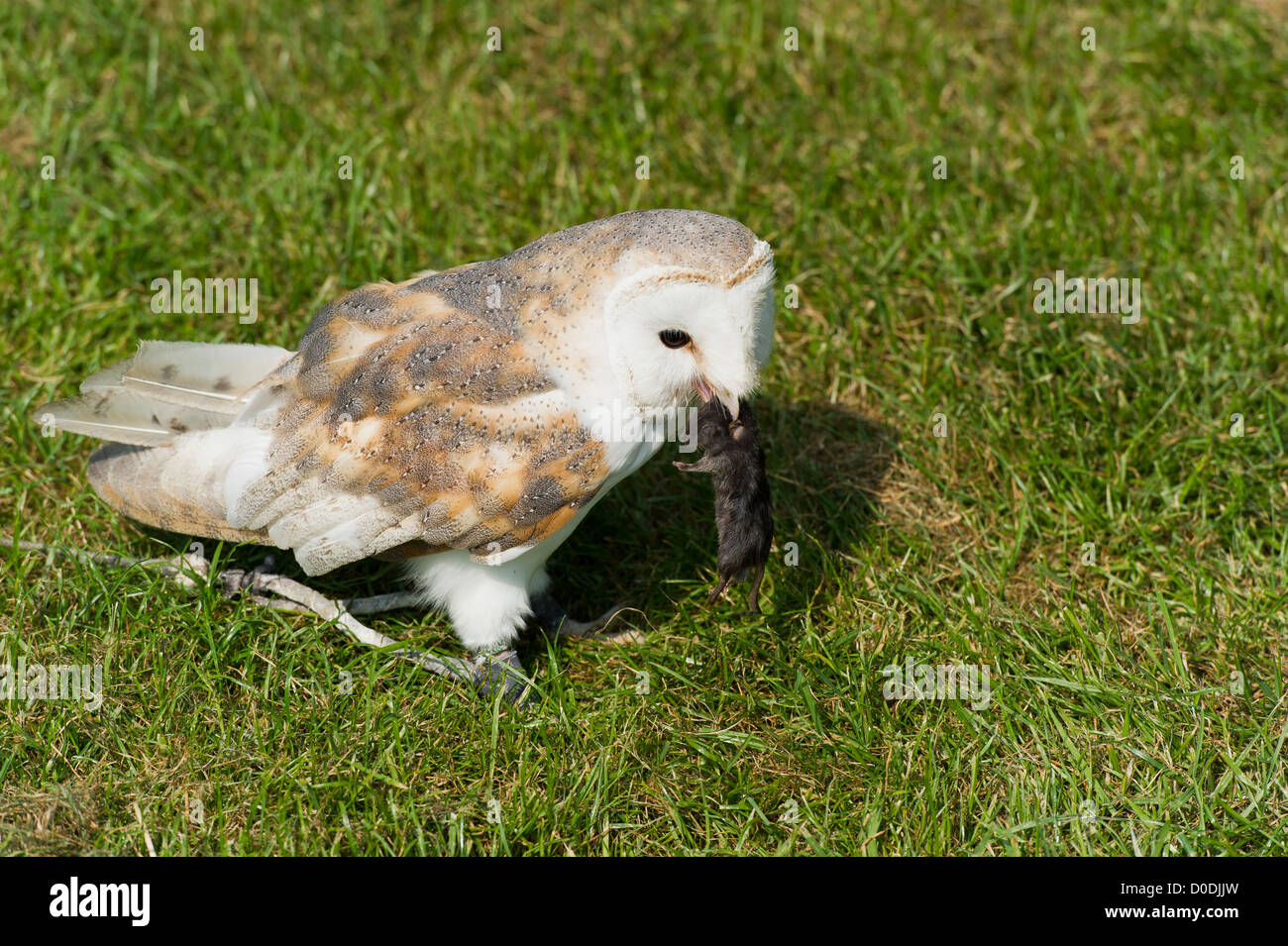 barn owl eating a mouse Stock Photo