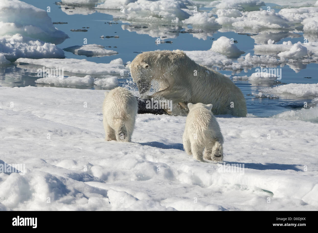 Female Polar bear (Ursus maritimus) hunting a ringed seal, Svalbard Archipelago, Barents Sea, Norway Stock Photo