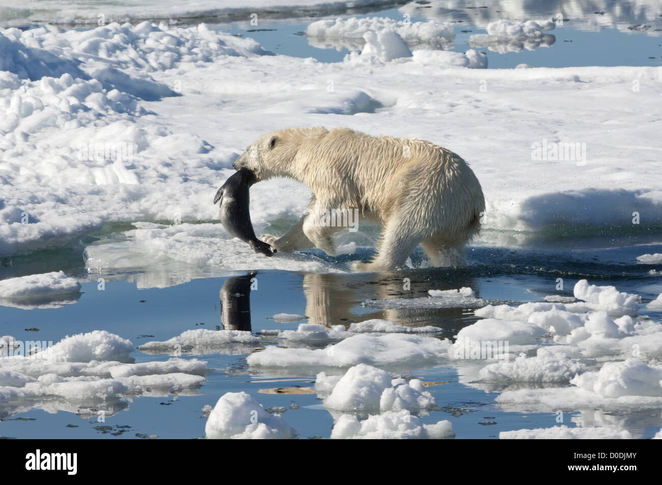 Female Polar bear (Ursus maritimus) dragging a ringed seal, Svalbard