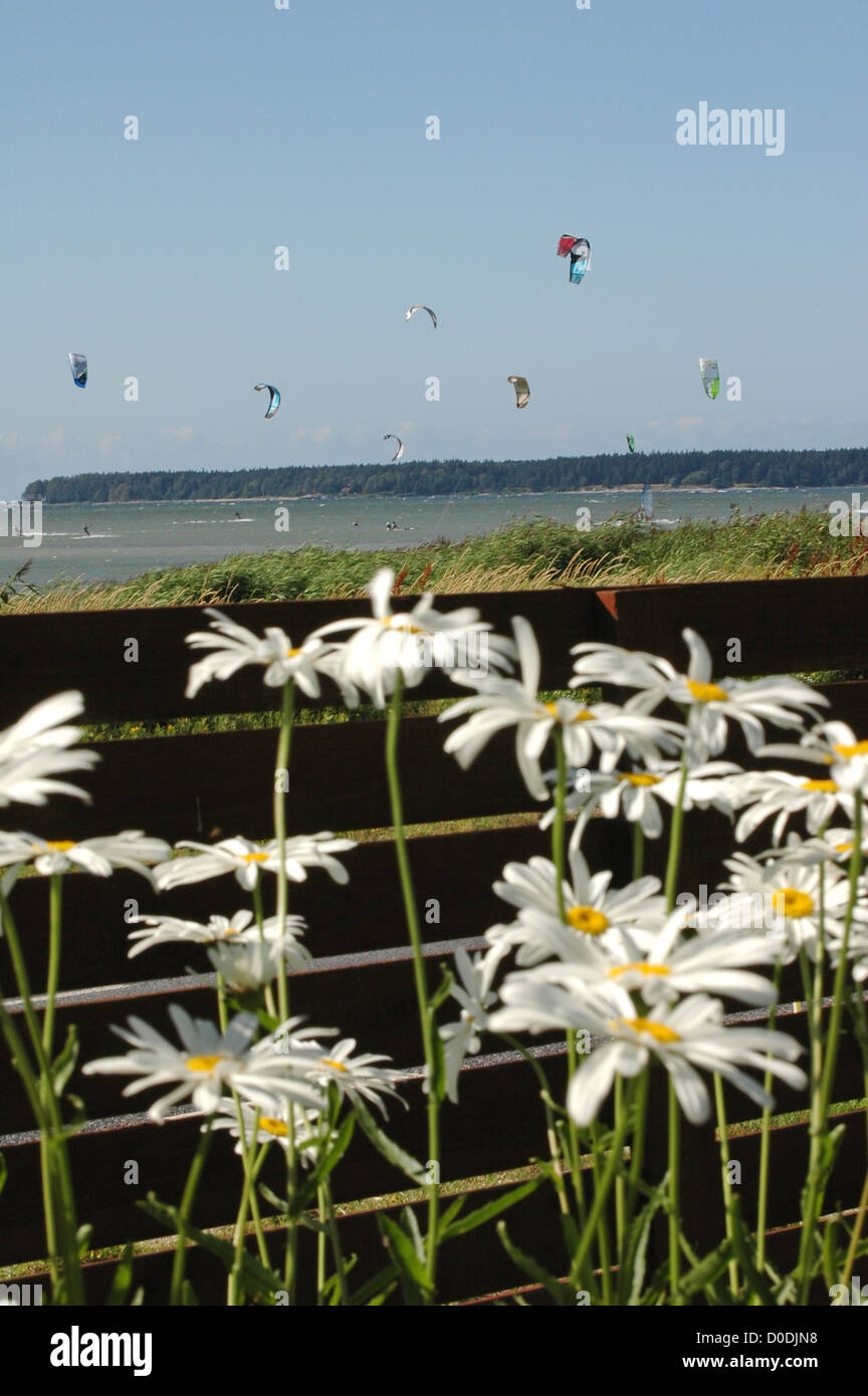 daisies on garden with kite-surfers background Stock Photo