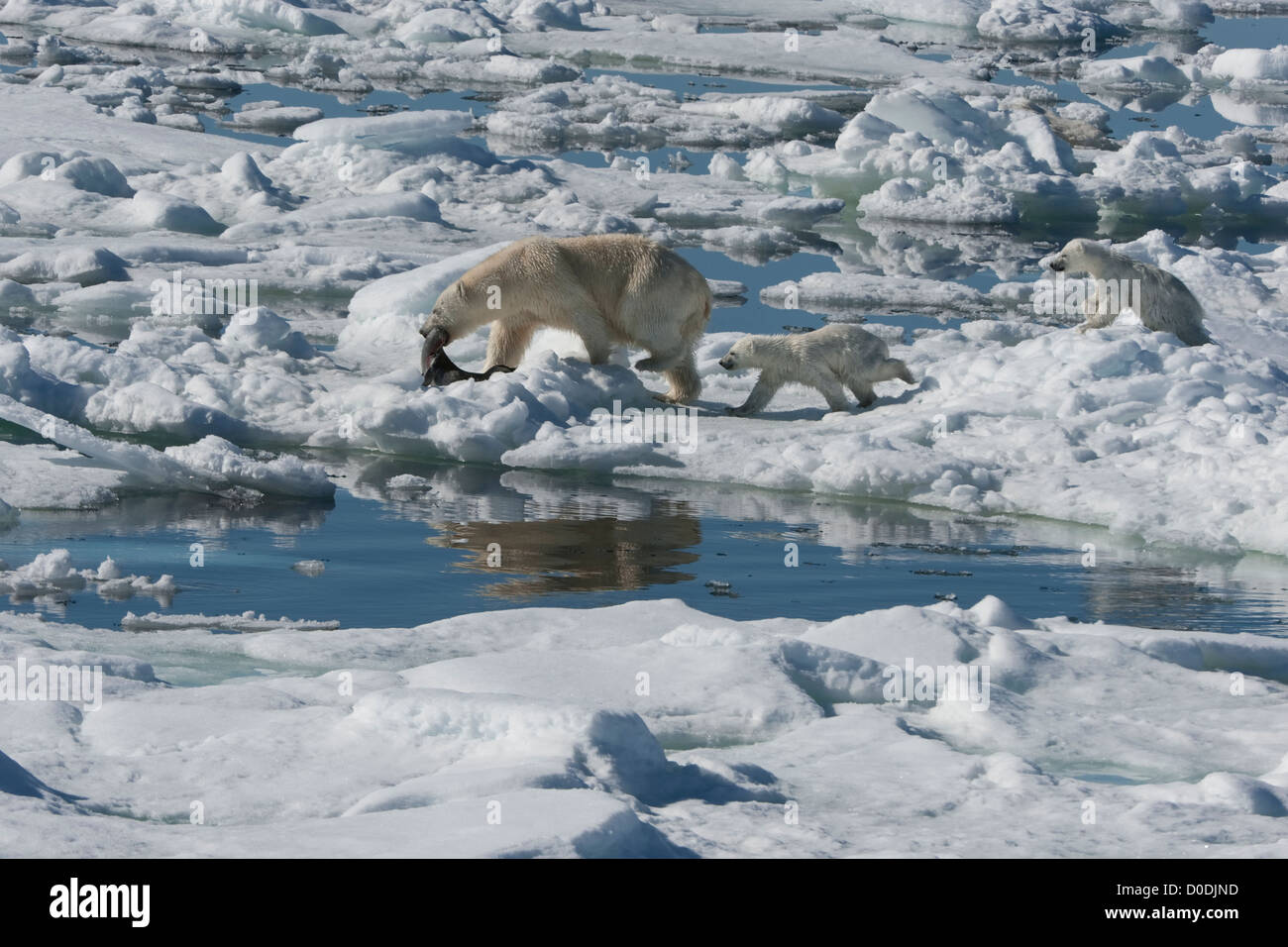 Female Polar bear (Ursus maritimus) dragging a ringed seal, Svalbard Archipelago, Barents Sea, Norway Stock Photo