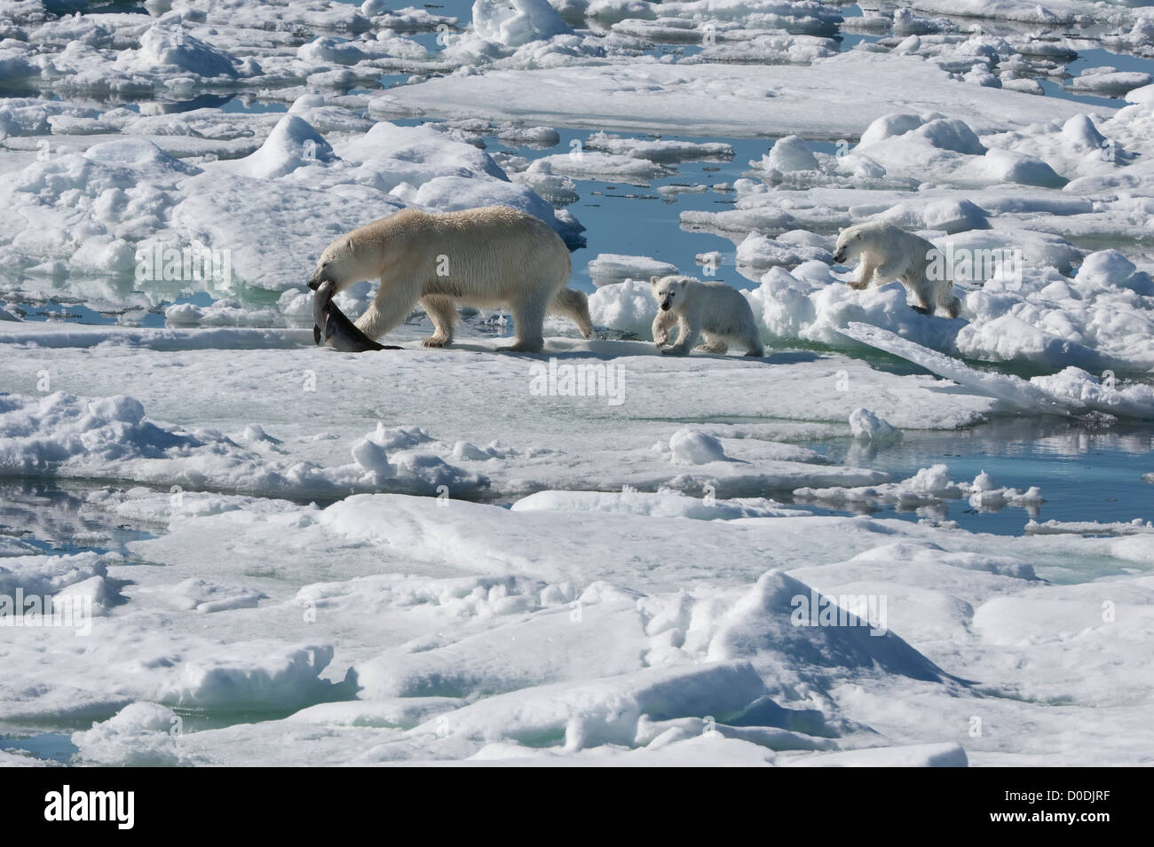 Female Polar bear (Ursus maritimus) dragging a ringed seal, Svalbard