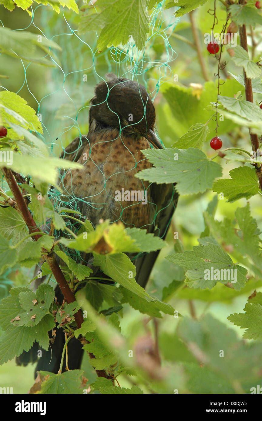 trapped dead starling in redcurrant bunch Stock Photo