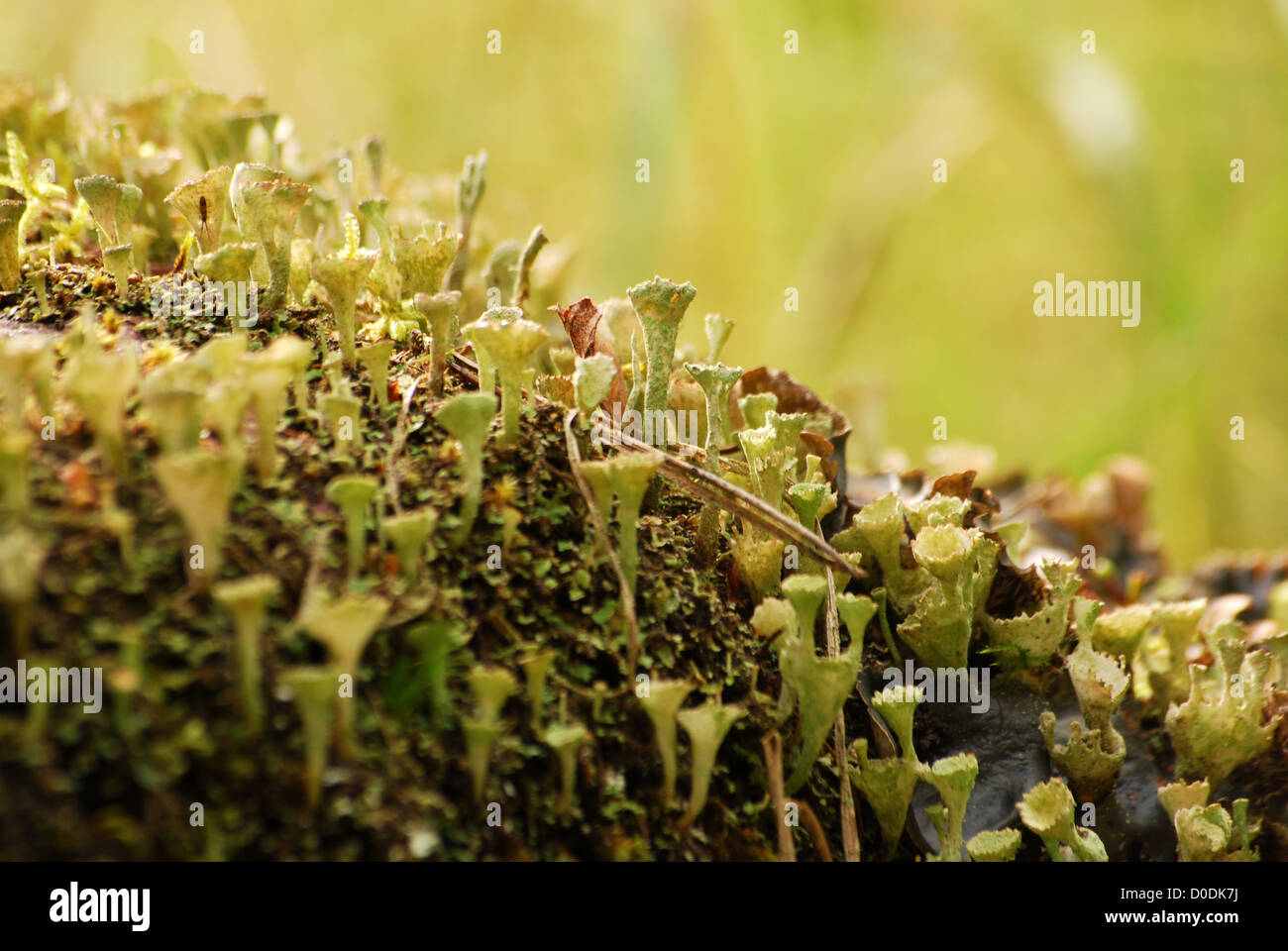 Forest floor closeup Stock Photo