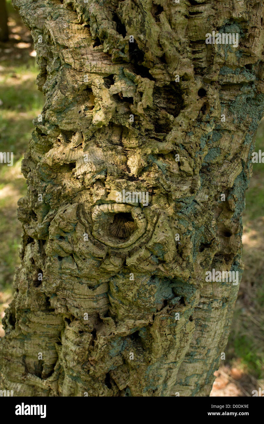 Cork Oak (Quercus suber) close-up of bark - source of cork. Stock Photo