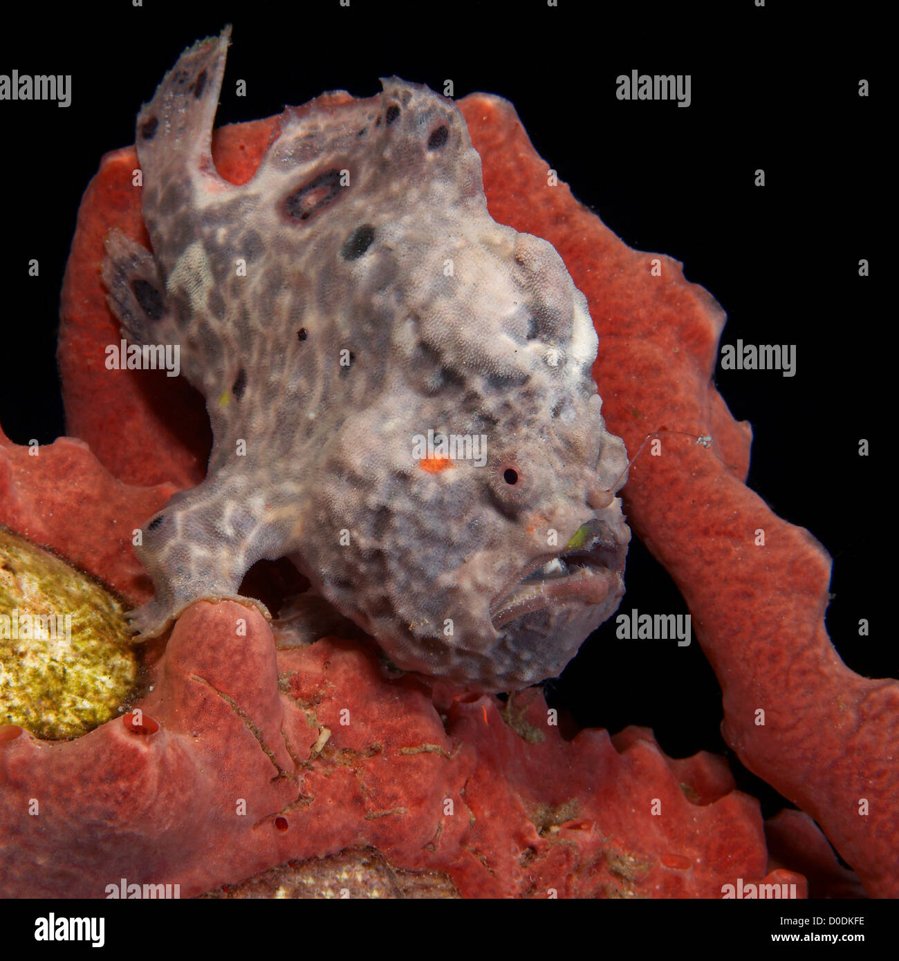 Longlure Frogfish Sits Motionless on Hard Coral Stock Photo
