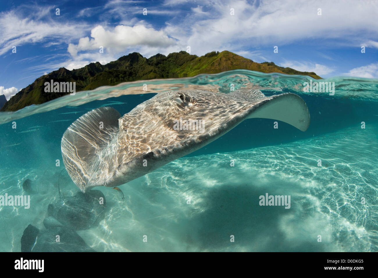 Split View of Tahitian Stingray Underwater and Tropical Island Above Stock Photo