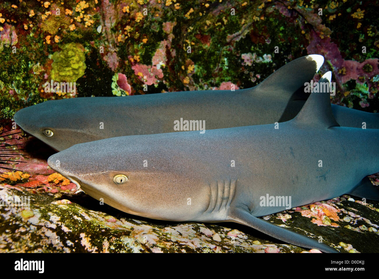 A Pair Of Whitetip Reef Sharks Rest On The Sea Floor Stock Photo