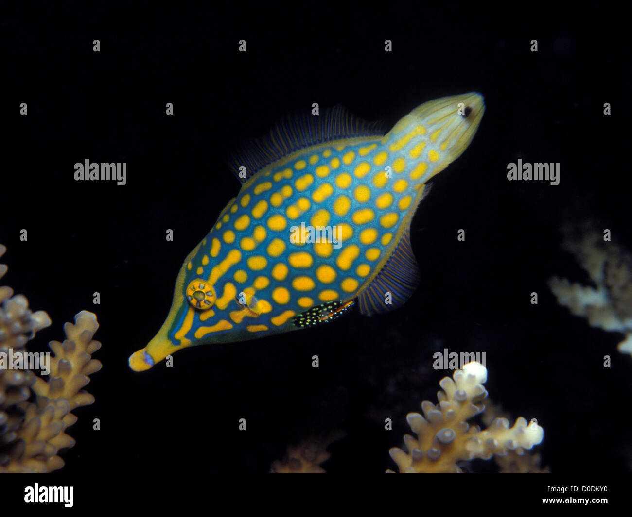 A Dazzling Harlequin Filefish Stock Photo