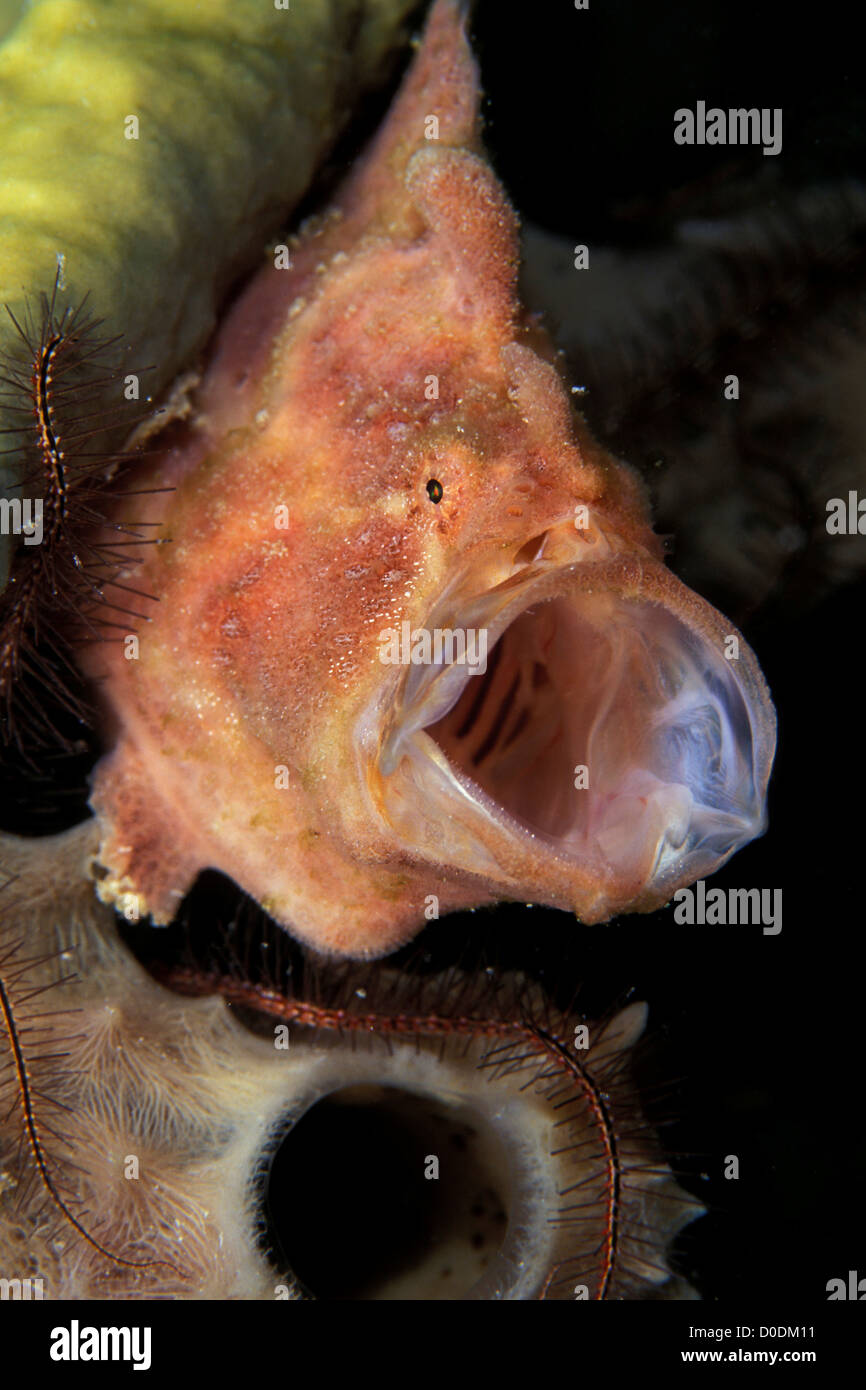 Longlure Frogfish Ready For Dinner Stock Photo