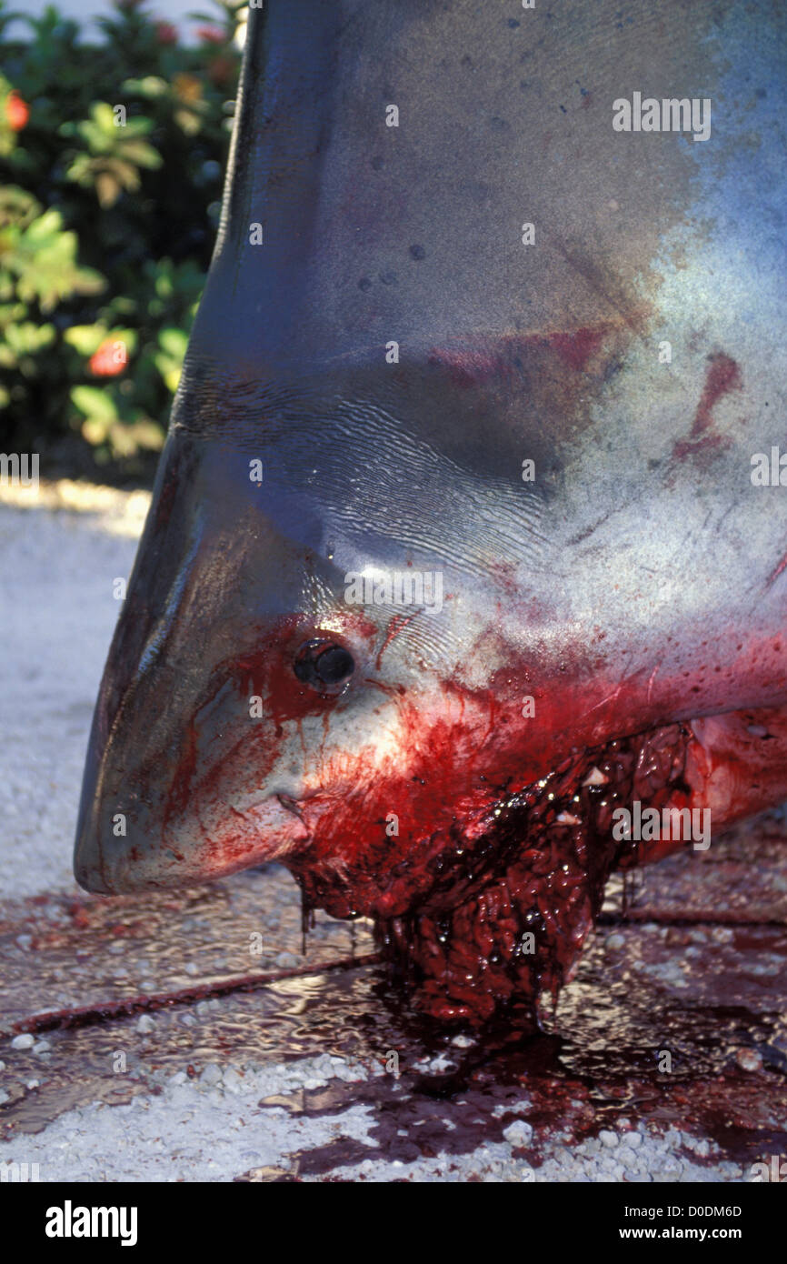 A Bloody End to a Great White Shark Stock Photo