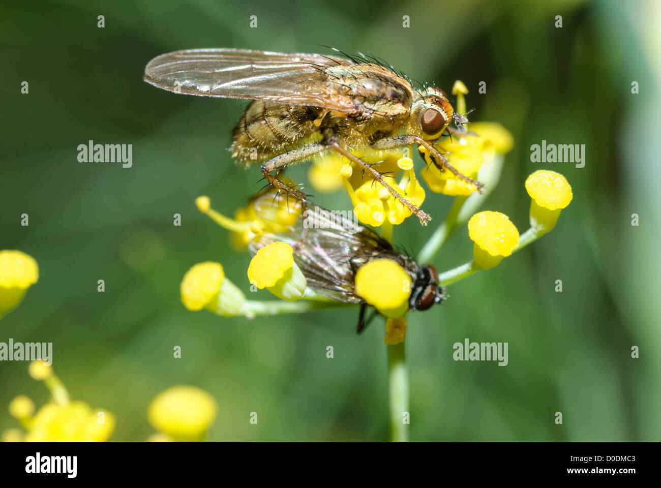 Yellow Dung Fly, Scathophaga stercoraria on Fennel with prey below it, also a dipteran fly. Stock Photo