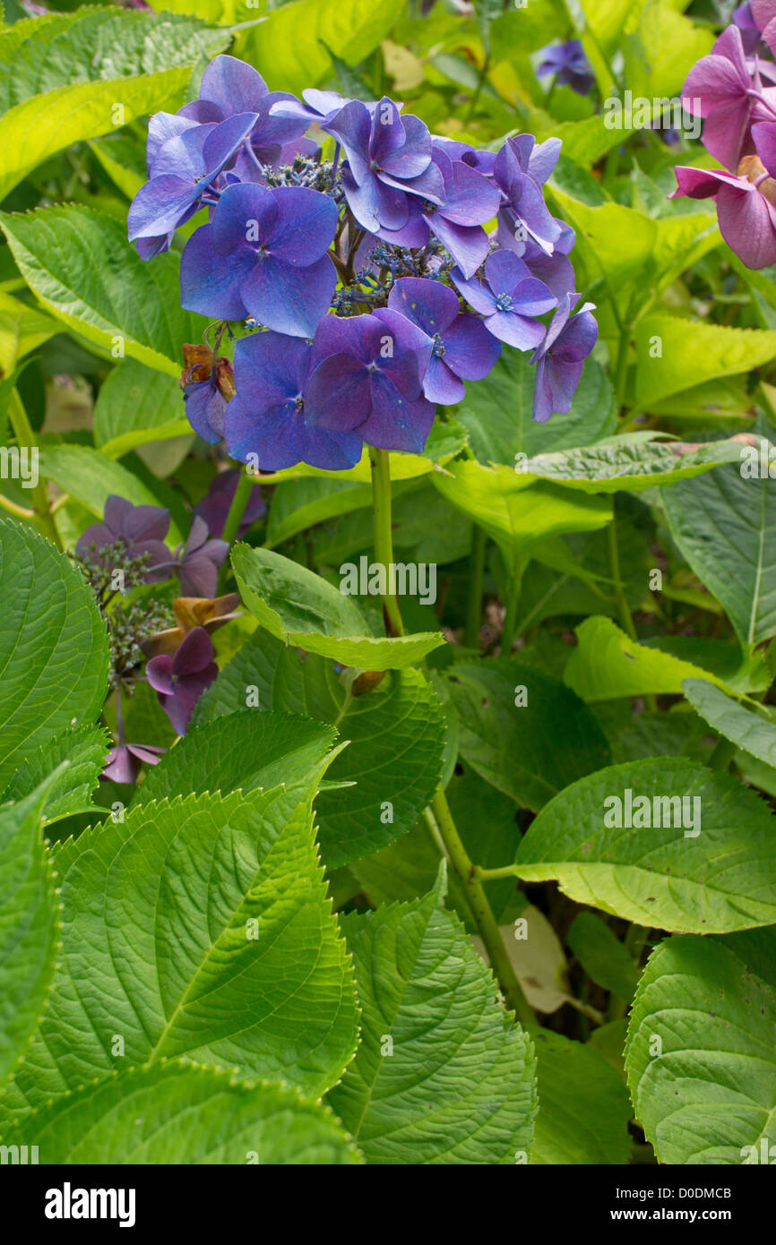 Hydrangea macrophylla buchfink hi-res stock photography and images - Alamy
