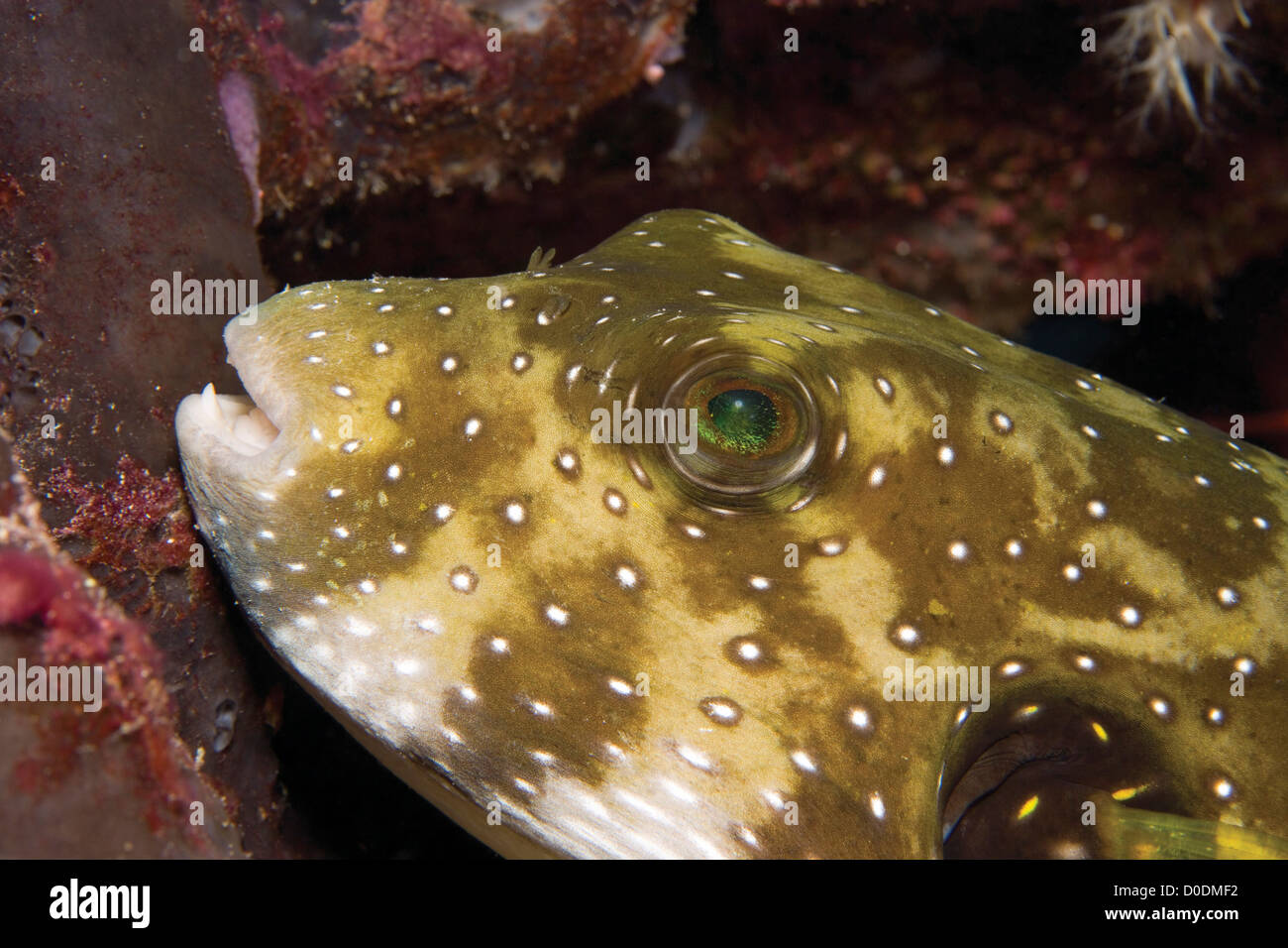 Close-up of the Opalescent Eye and Face of Whitespotted Puffer Stock Photo