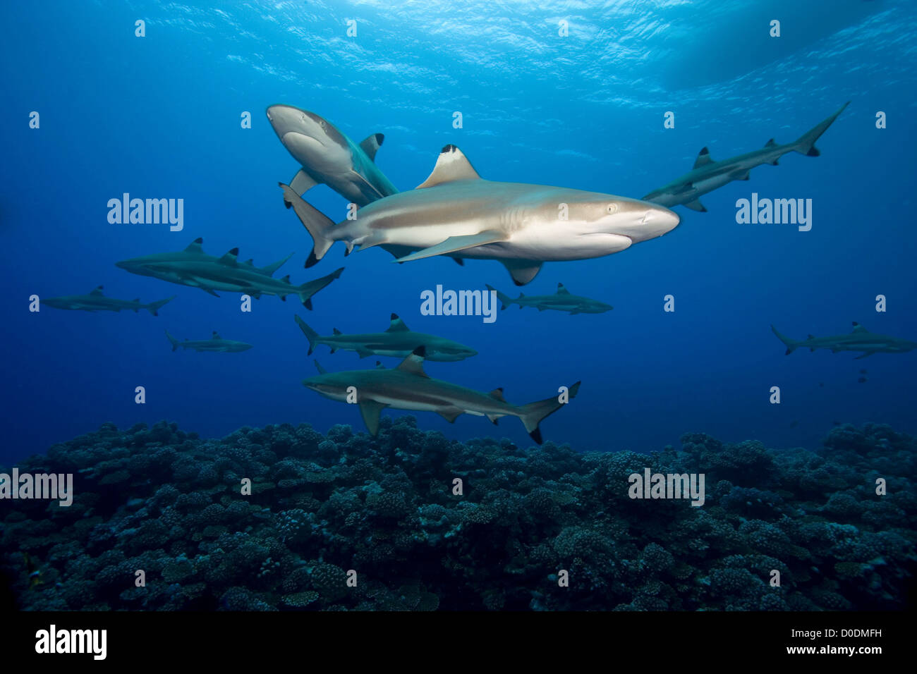 Schooling Blacktip Reef Sharks Above a Coral Reef in French Polynesia Stock Photo