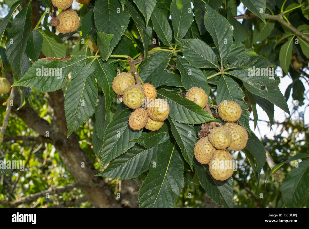 Ohio buckeye (Aesculus glabra) in fruit in autumn. From central USA. Stock Photo