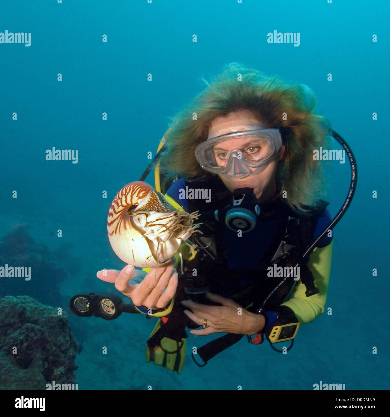 Scuba Diver Interacts with Chambered Nautilus Stock Photo Alamy