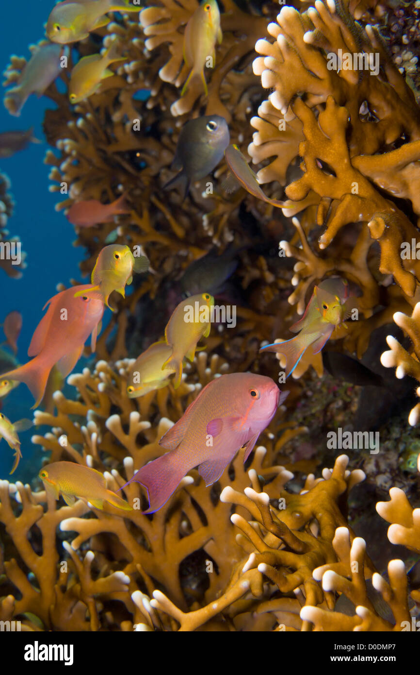 Threadfin anthias fish hi-res stock photography and images - Alamy