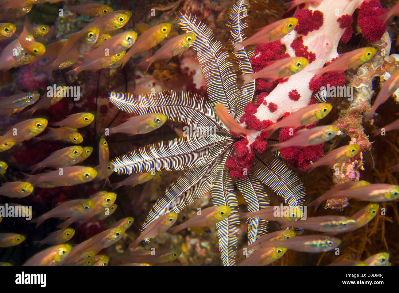 Underwater Image of Golden Sweepers and Feather Star, Indonesia Stock Photo