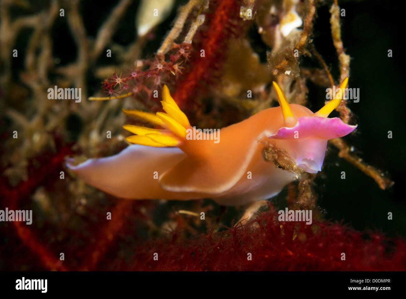 Underwater Closeup of a Colorful Nudibranch (Chromodoris Sp.), Indonesia Stock Photo