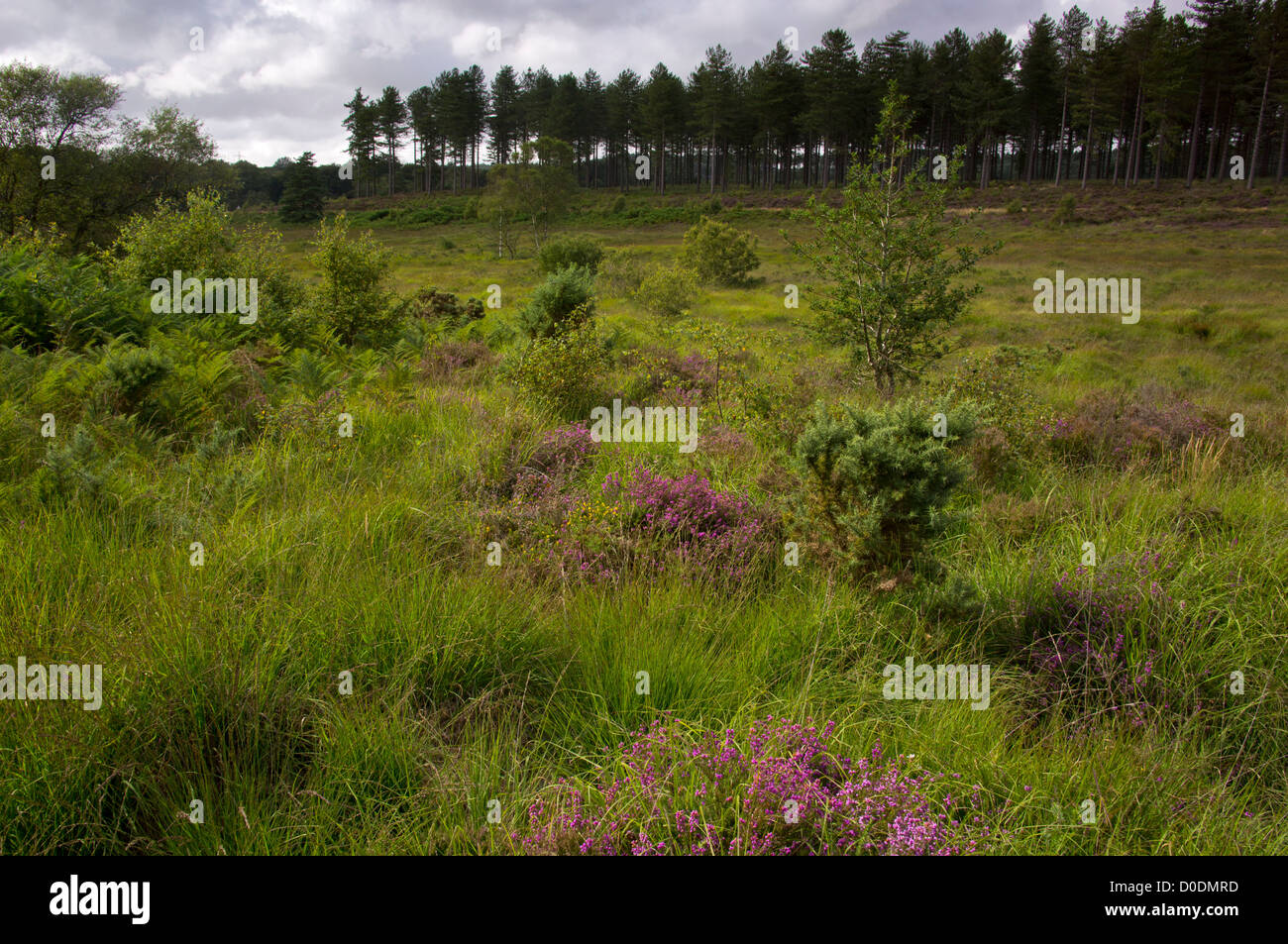 Heath and valley bog on Briantspuddle Heath, with pine plantation, Dorset, England, UK Stock Photo