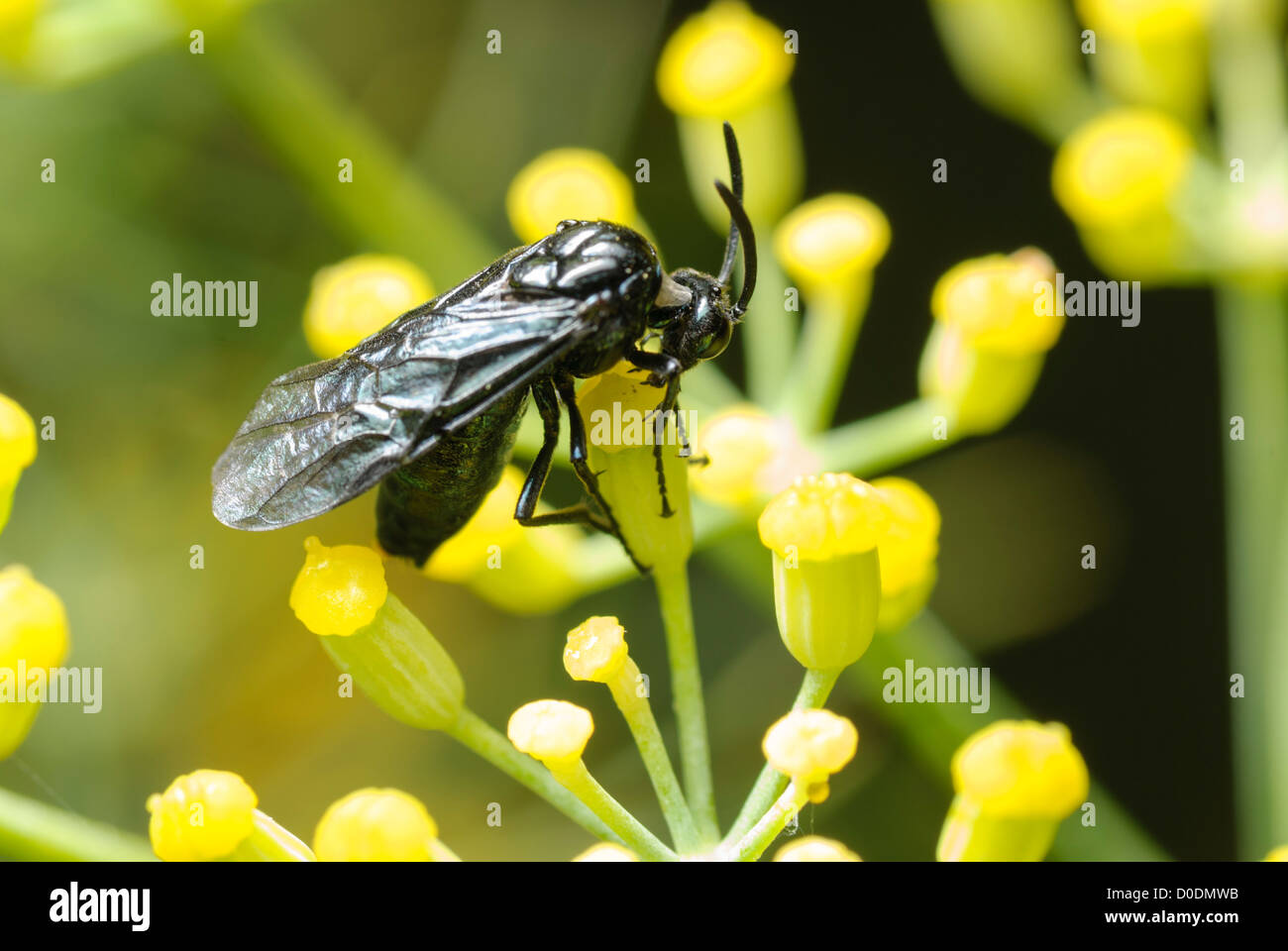 Berberis Sawfly, Arge berberidis, feeding on Fennel flowers in a South Yorkshire garden. Stock Photo