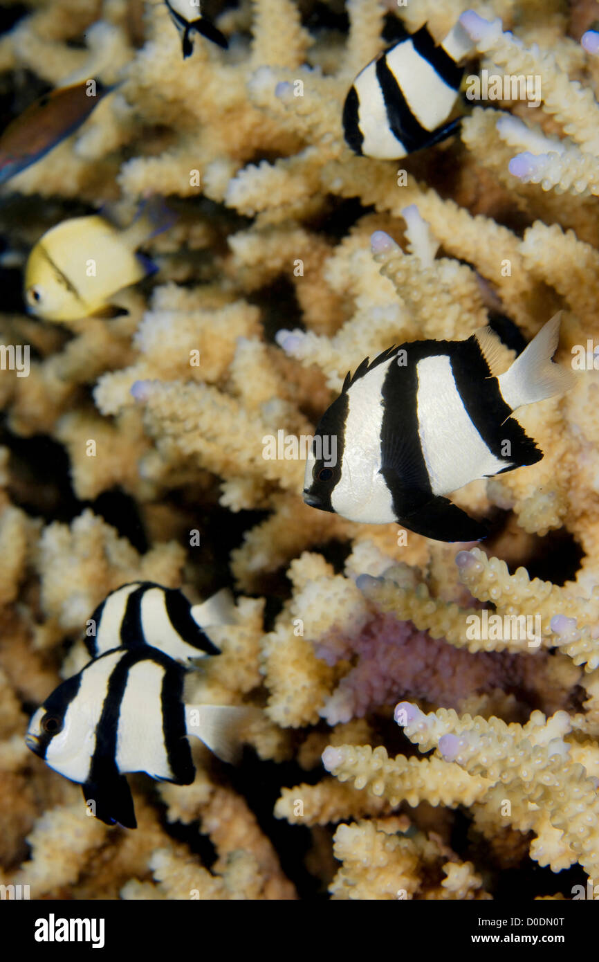 Humbug Dascyllus Amid Staghorn Coral Stock Photo
