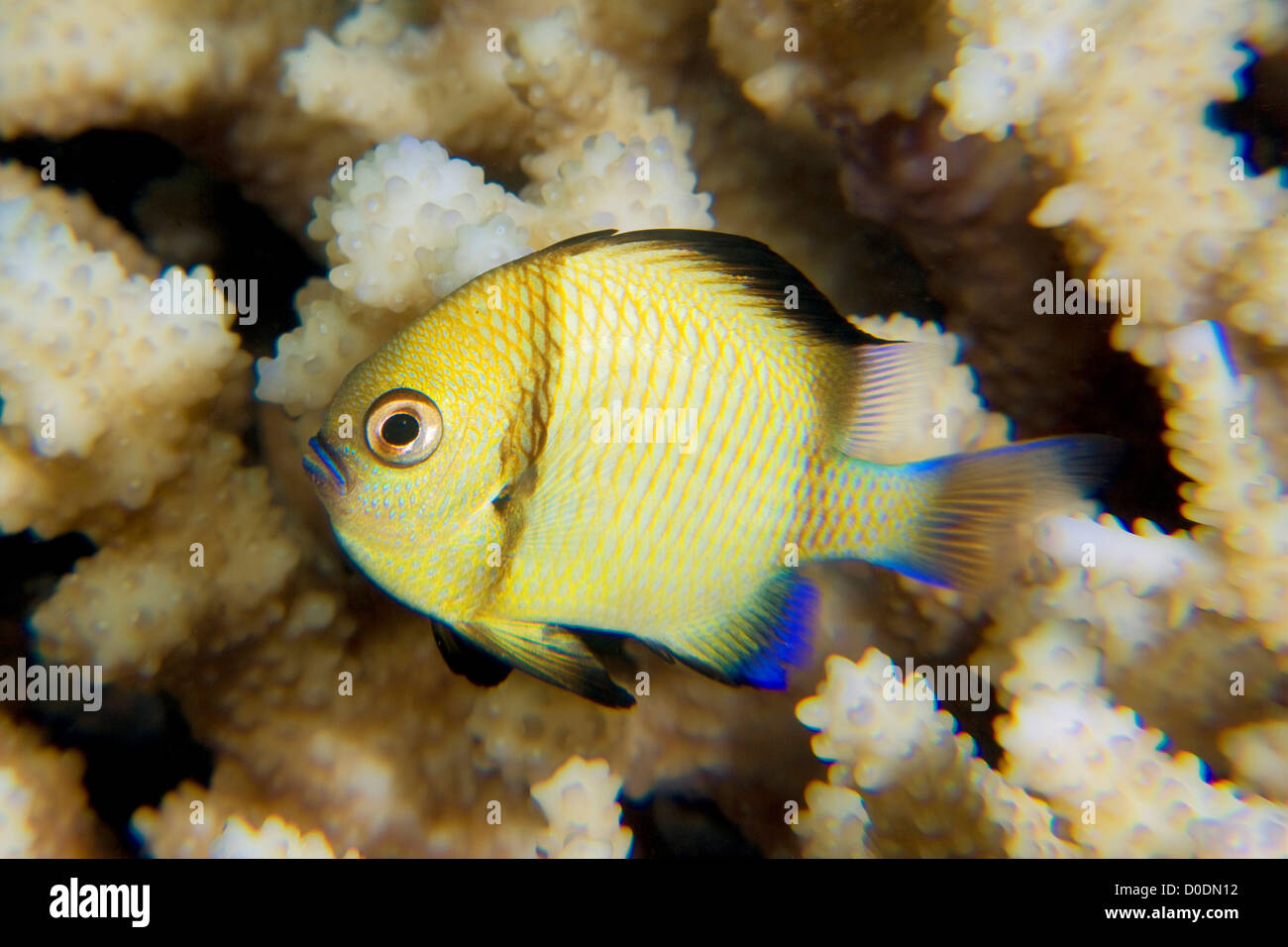 Reticulated damselfish hires stock photography and images Alamy