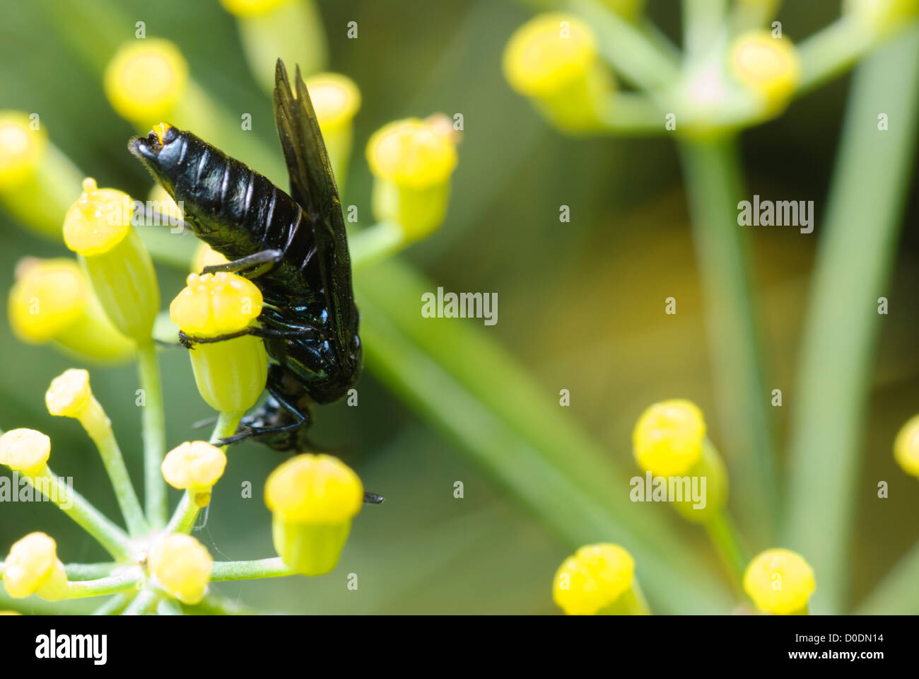Berberis Sawfly, Arge berberidis, feeding on Fennel flowers in a South Yorkshire garden. Stock Photo
